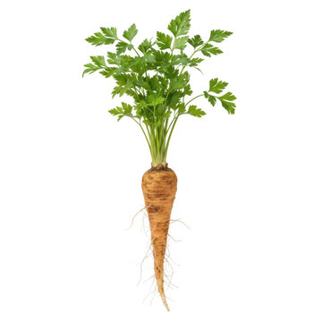 Fresh parsley root with green leaves and fine roots isolated on a transparent background