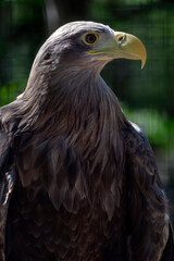 Obraz premium Eagle stands on a perch while looking to the side in a natural setting during daytime hours