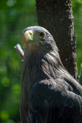Obraz premium Eagle stands on a branch in a natural setting with greenery and sunlight shining through in the background