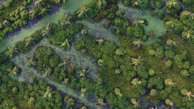 Aerial view of green mangrove wetland with palm trees