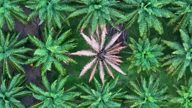 Aerial drone view of dry oil palm tree among green plantation