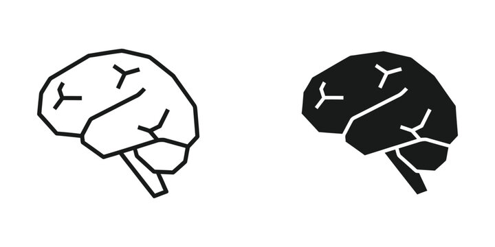 Side-by-side comparison of human brain hemispheres with highlighted fissures and lobes