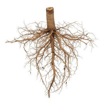 Tree root system with taproot and fine fibrous branches isolated on a transparent background