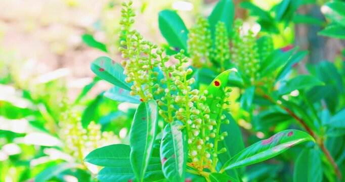 Close up of cherry laurel flower buds and leaves in breeze