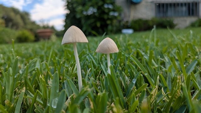 Coprinos comunes creciendo en c&eacute;sped 