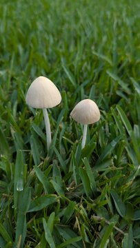 Dos coprinos comunes creciendo en c&eacute;sped verde en primer plano