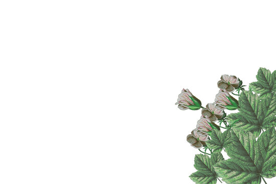 Vintage botanical illustration of a blooming plant with green leaves and pale pink flowers in the bottom right corner against a transparent background with copy space.