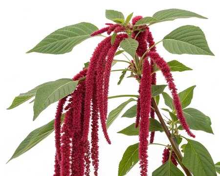 Amaranthus Caudatus &ndash; Red amaranthus caudatus cascading tassel-like flower strings, isolated on white background.