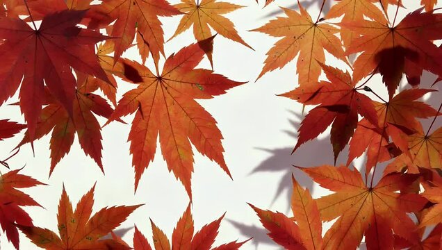 Elegant 4K frame of red and orange maple leaves arranged around clean white background capturing the natural essence of autumn and the changing fall season