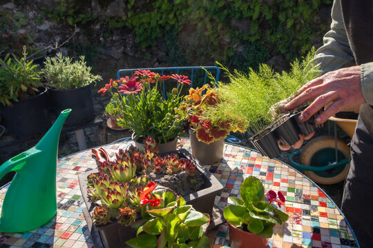 man holding sparagus plants  and flowers  in garden