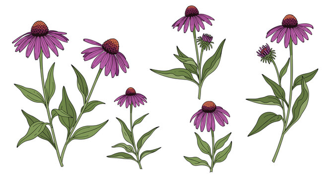 Botanical collection of five purple coneflower plants featuring lush green leaves and dark textured centers arranged neatly on a crisp white background.