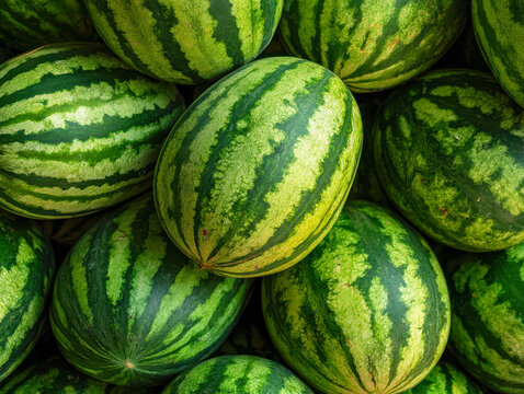 Fresh vibrant watermelons stacked together with bright green striped rinds ready for harvest or sale during the summer fruit season on display