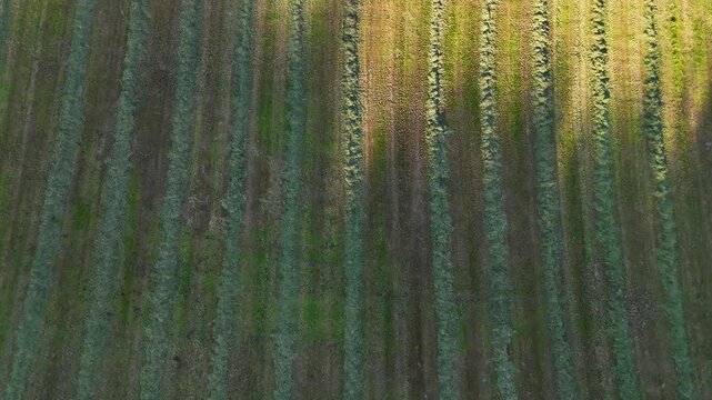 Agricultural hayfield with freshly cut grass rows drying in the sunlight