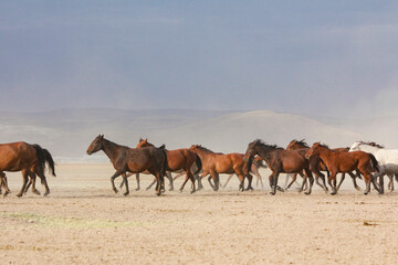 Fototapeta premium Herd of wild horses trotting across open desert plain