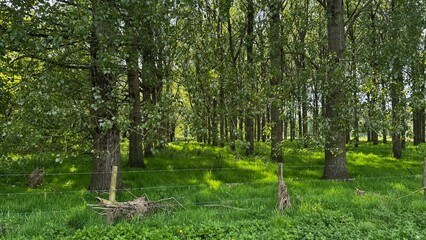 Obraz premium Lush green summer woodland with tall trees and a rustic wire fence in the foreground.