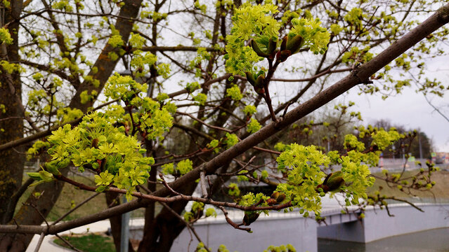 branches of a flowering maple tree photo