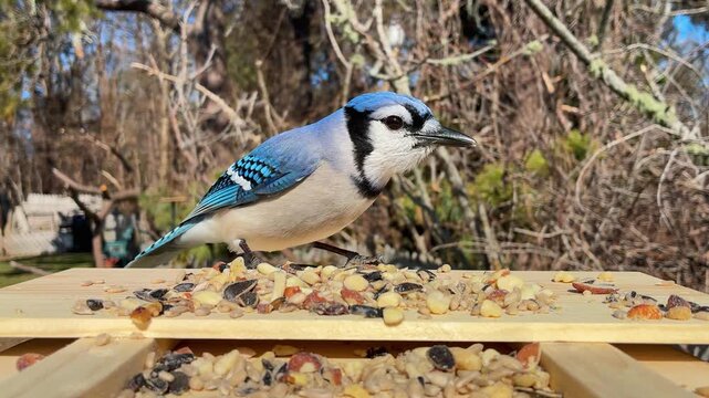 Blue Jay lands on backyard bird feeder, scares off Robin and Starling