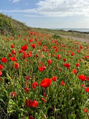 Obraz premium Coastal poppy meadow by the sea in Paphos, Cyprus