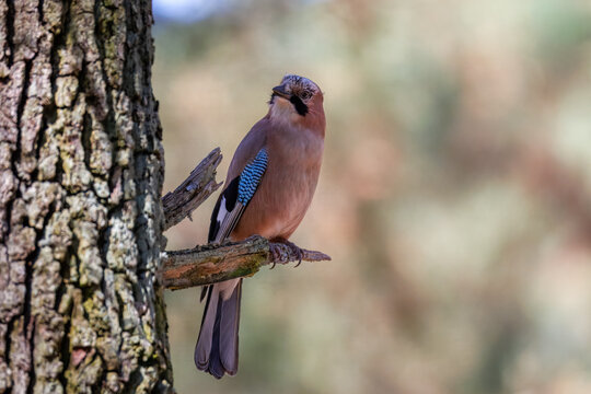 Eurasian jay (Garrulus glandarius) perched. Looking at camera, tree trunk, branch, pale green background, spring day, sunny weather, songbird, wildlife photography, sharp focus, nature.