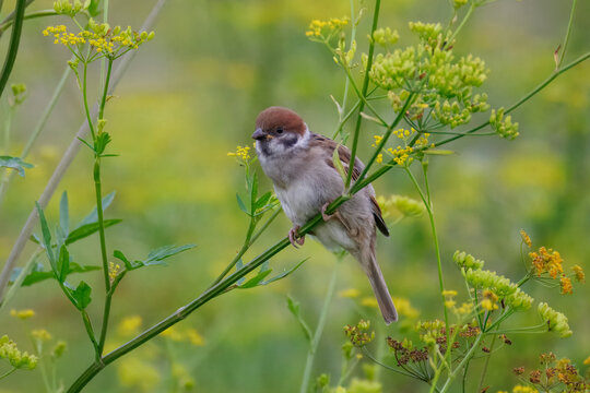 A close-up portrait of a juvenile Tree sparrow (Passer montanus) perched on a slender green plant stem. The fledgling is captured against a soft, lush green background on a warm summer evening.