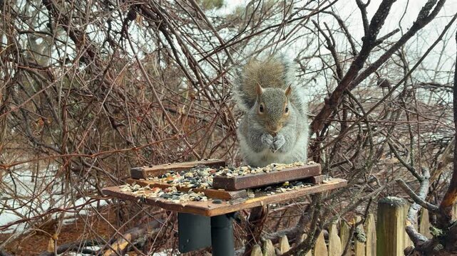 Close up of an Eastern Gray Squirrel enjoying a snack on a snowy day