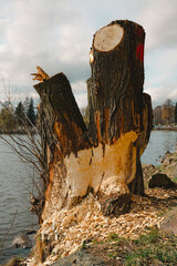A tree damaged by a local beaver family – the trunk is clearly gnawed, and the crown was cut down by the local authorities. The photo was taken at a reservoir in Kamienna Góra, Lower Silesia, Poland. © stockcrafter