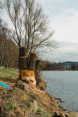 A tree damaged by a local beaver family – the trunk is clearly gnawed, and the crown was cut down by the local authorities. The photo was taken at a reservoir in Kamienna Góra, Lower Silesia, Poland. © stockcrafter
