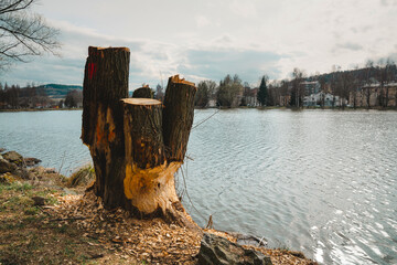 A tree damaged by a local beaver family – the trunk is clearly gnawed, and the crown was cut down by the local authorities. The photo was taken at a reservoir in Kamienna Góra, Lower Silesia, Poland. © stockcrafter