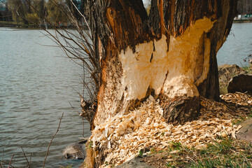 A tree damaged by a local beaver family – the trunk is clearly gnawed, and the crown was cut down by the local authorities. The photo was taken at a reservoir in Kamienna Góra, Lower Silesia, Poland. © stockcrafter