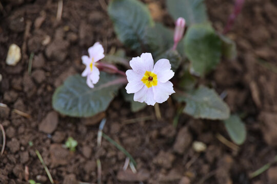 Primula 'Guinevere'. Close up of delicate pale pink spring polyanthus primrose flower with contrasting purple bronze foliage. 