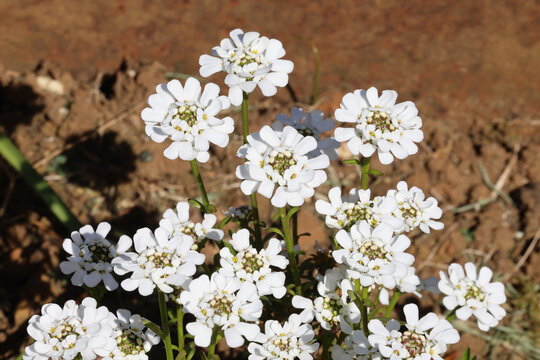 Iberis sempervirens. Close up of cluster of white perennial candytuft flowers.  
