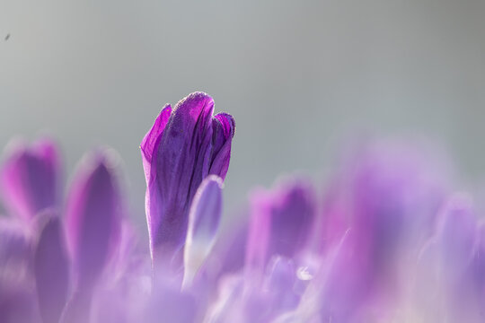 crocus flower and spring in the park