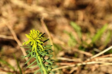 Fototapeta premium Yellow Spurge Plant in Early Spring