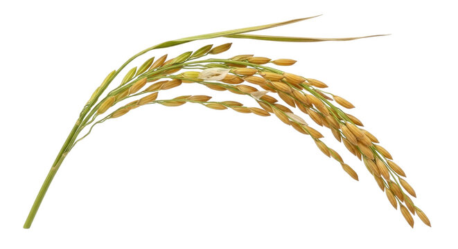 Golden Rice Ear with Green Stem