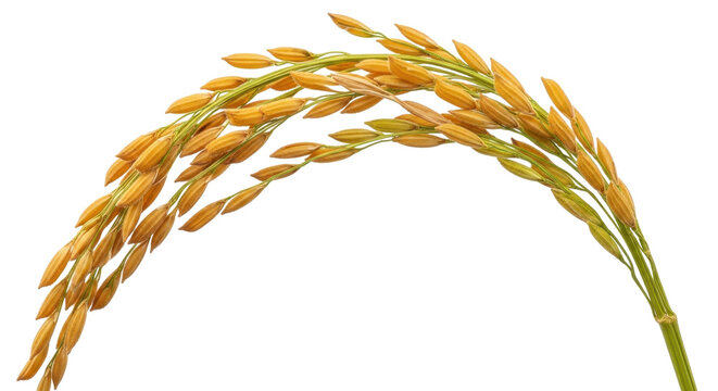 Golden rice stalk with ripe grains