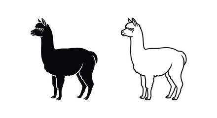 Fototapeta premium Alpaca vs Llama: Differences Explained Vector