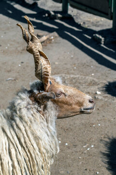 Unique racka sheep with twisted horns stands in farm setting during sunny day near visitors