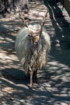 Fluffy racka sheep walks along the path under the trees in the sunny outdoor area of a farm during daytime hours