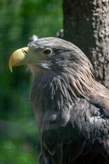 Obraz premium Close-up view of an eagle in a natural setting during the day