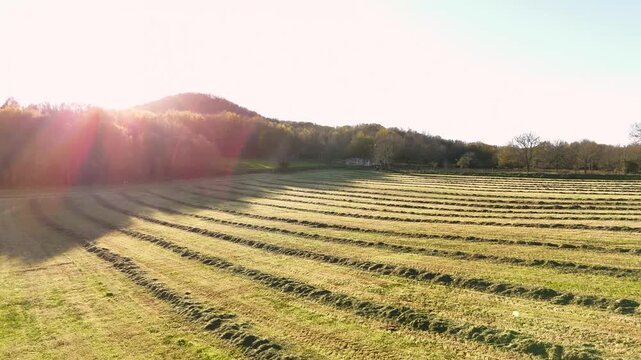 Aerial view flying over mowed hay field at sunset