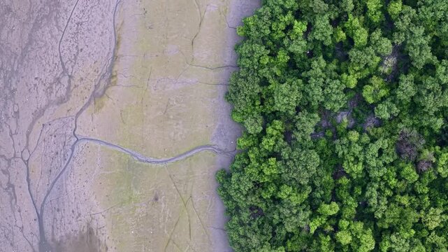 Aerial Mangrove Forest Edge Over Tidal Mudflat