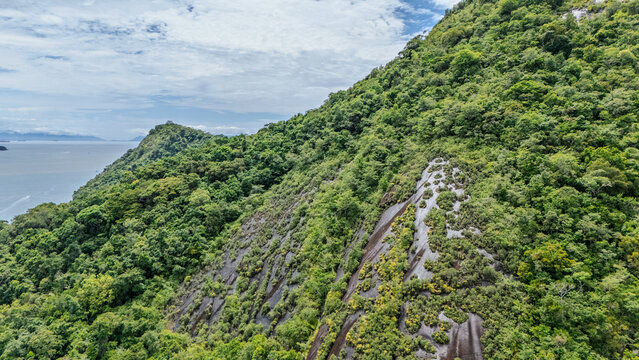 Close up of wet rock surface covered in moss in tropical jungle rainforest