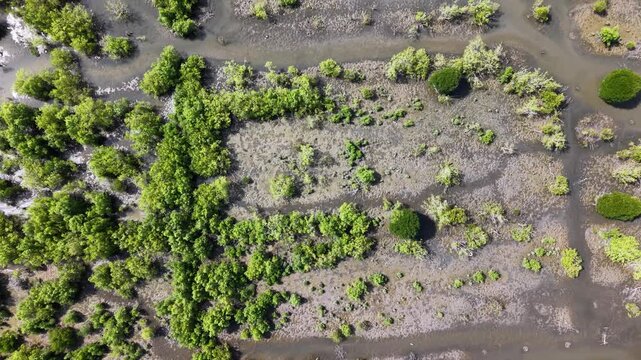 Aerial wetland mangrove marsh top down drone view coastal channels