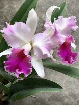 Close-up of delicate pink and white cattleya orchid flowers with green leaves