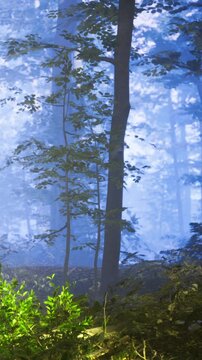 In a serene forest, tall trees stretch towards a soft blue light filtering through the leaves. Lush greenery hugs the forest floor, creating a tranquil atmosphere of peace and wonder.