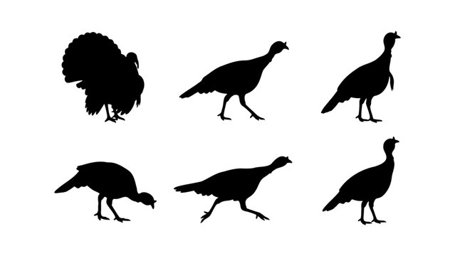 Wild turkey silhouette collection, 6 bird vector shapes in various poses, black turkey icons for Thanksgiving and autumn design
