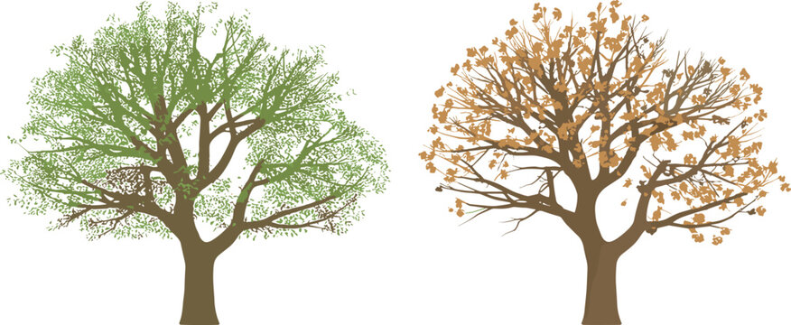 Two trees one green one autumn colored on white background 