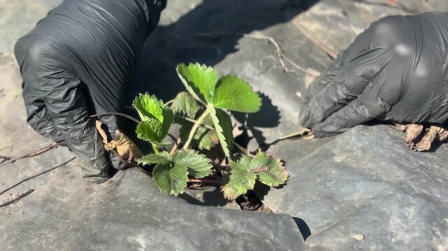 Gardener in gloves removing old dry leaves from strawberry bushes in spring