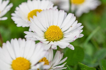 Fototapeta premium Field of white daisy flowers blooming abundantly in an outdoor meadow during the spring season