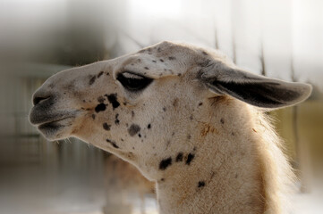 Fototapeta premium llama (Lama glama) is a South American camelid, widely used as a meat and pack animal by Andean cultures since pre-Hispanic times.